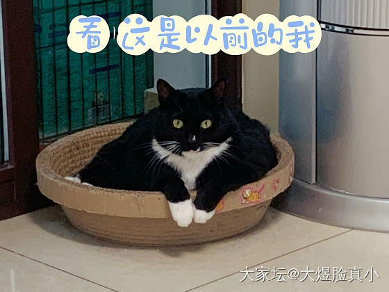 姨姨们  我其实好瘦啦_宠物猫