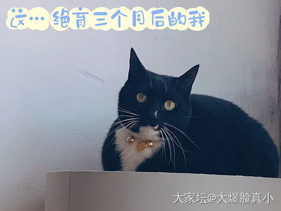 姨姨们  我其实好瘦啦_宠物猫