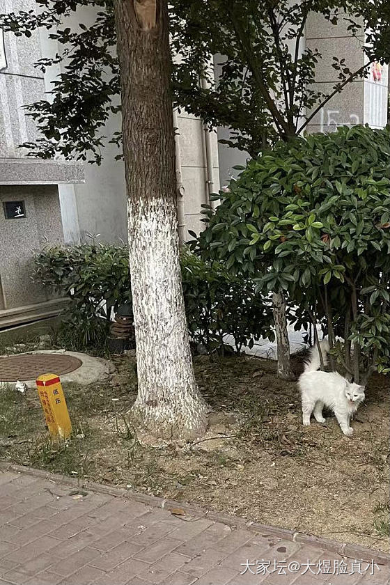 梦中情猫_猫