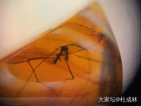 几个抚顺虫珀分享_琥珀