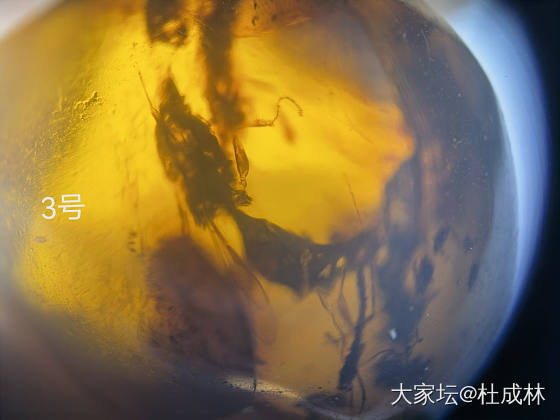 几个抚顺虫珀分享_琥珀