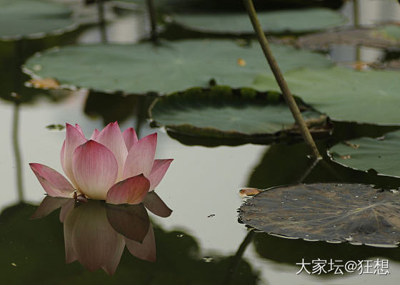 洪湖公园9月的荷花，微距90mm._摄影