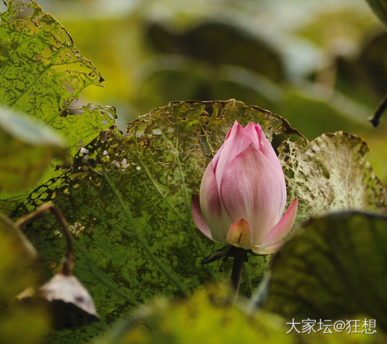 洪湖公园9月的荷花，微距90mm._摄影