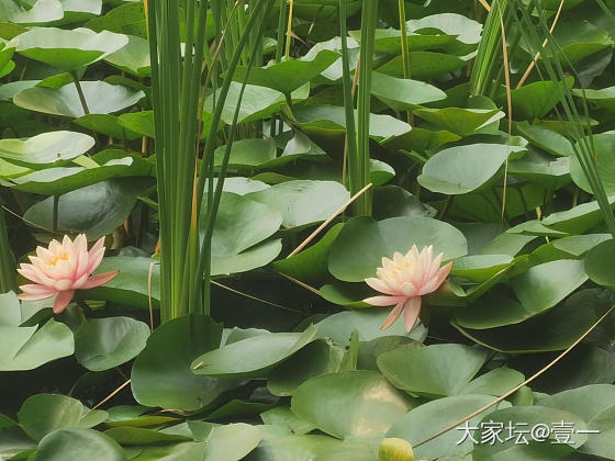 洪湖公园9月的荷花，微距90mm._摄影