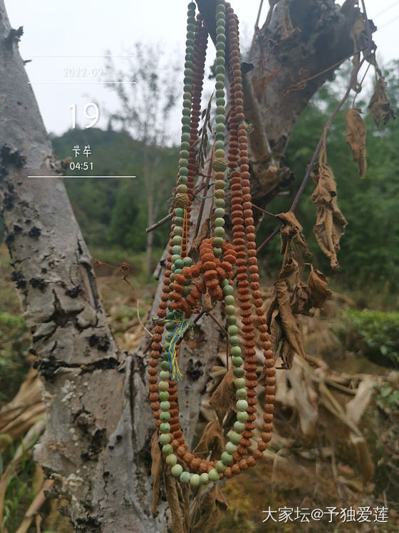 野生黑木耳遇到地木耳_食材