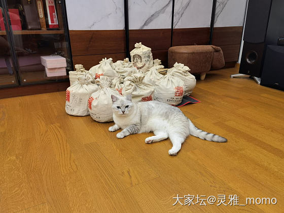 财迷小猫咪_猫宠物茶叶