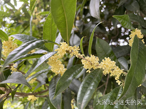 睡不着秀个桂花_植物