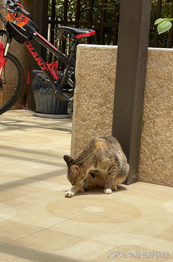 我喂的流浪猫们_猫