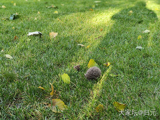 今天下午遇到了小松鼠_银