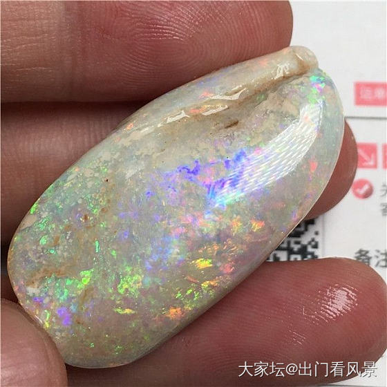 化石欧泊    Opalized Fossil_欧泊