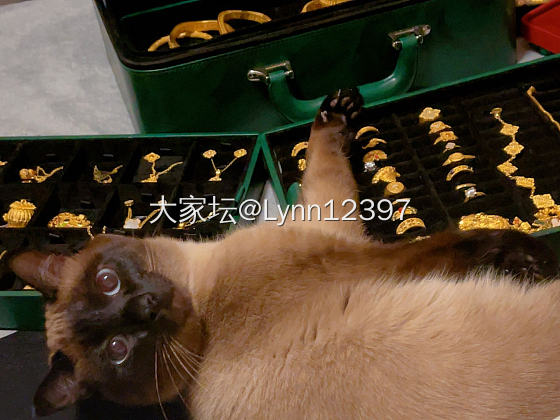 会偷金子的黑炭喵。