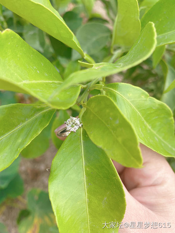 玉米的钻石发绳嘿嘿😁！_菜园