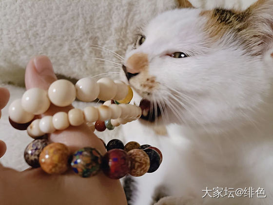 团儿：都是我的！我的！我！的！_猫