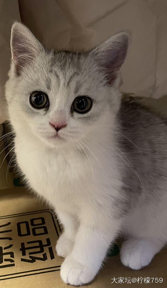 我也有属于自己的猫猫了_手镯银