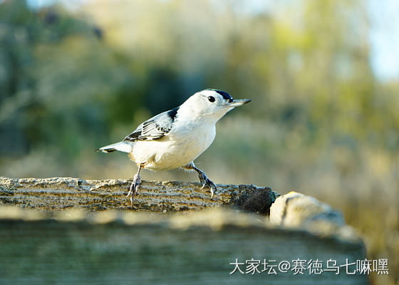 记录一下，今天拍羽族朋友，还在摸索中_鸟