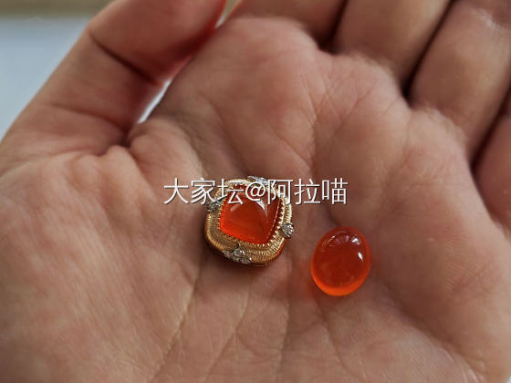 新宠到了_福利社南红