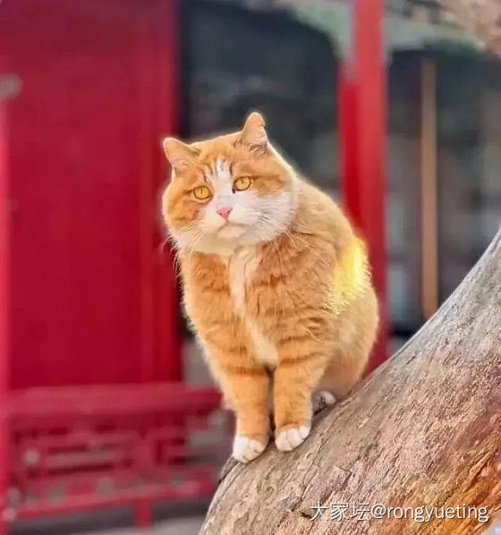 开心，升研究生了_猫