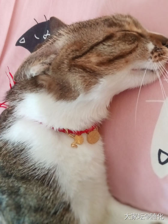 小老虎钢印在哪儿呀_金