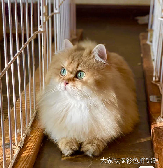 我也有喵了_猫