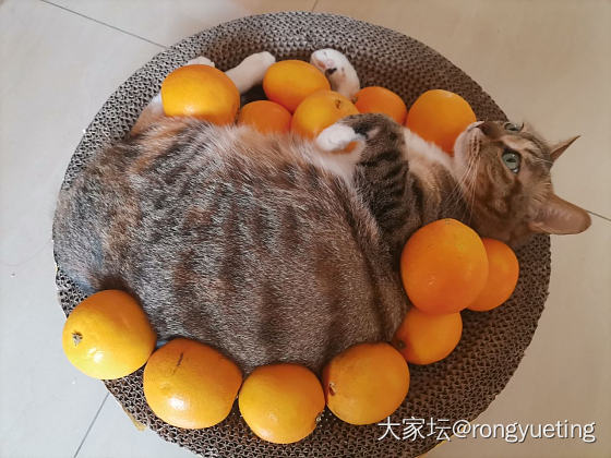 俺也有橘猫啦_猫