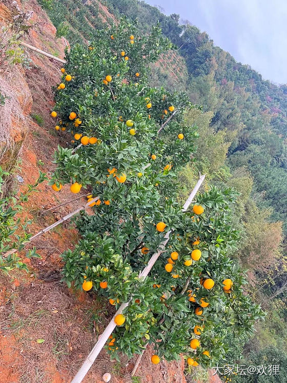 赣南脐橙，原产地脐橙，橙子，水果_生活