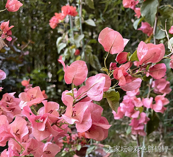 日常： 种花、猫狗_花宠物