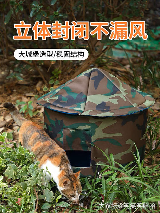 小区的小流浪冬天怎么过的_猫