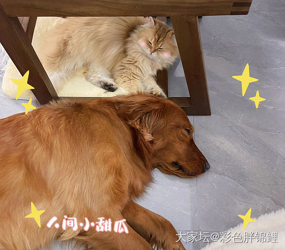 啊啊啊 好可爱_狗猫