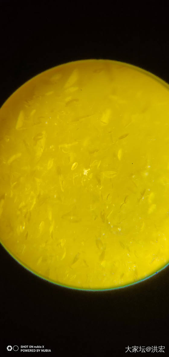 琥珀蜜蜡琥珀包裹体研究_琥珀蜜蜡
