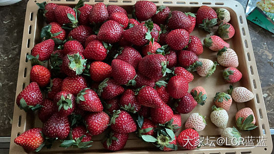 草莓🍓🍓🍓_水果