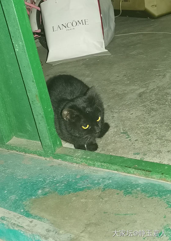 晚上有只黑猫想进我们家_猫