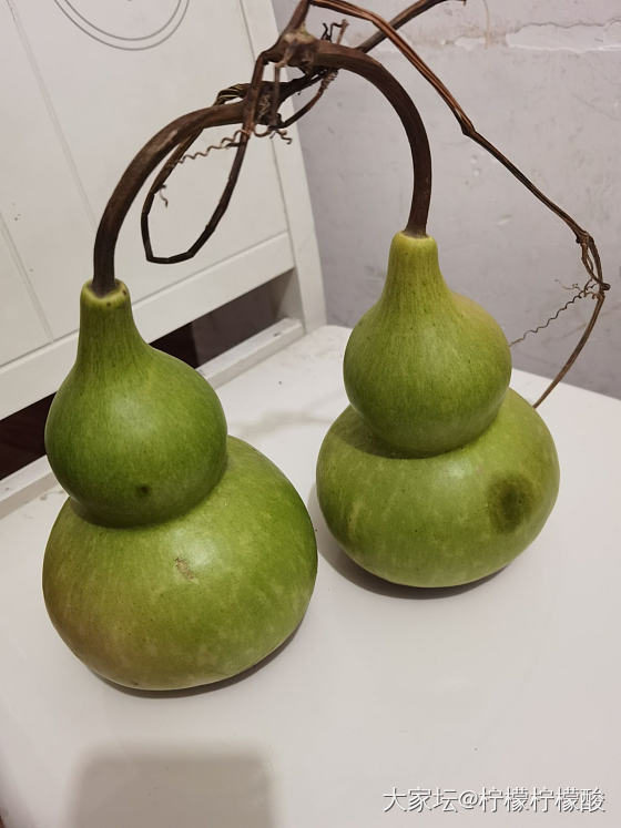 回乡下摘了两个葫芦，不知道怎么搞，这玩意儿不打皮可以盘玩吗_葫芦