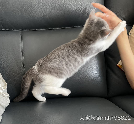 女儿和猫_猫