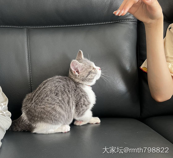 女儿和猫_猫