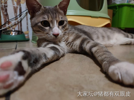 猫猫头，一块钱四个~~~_猫