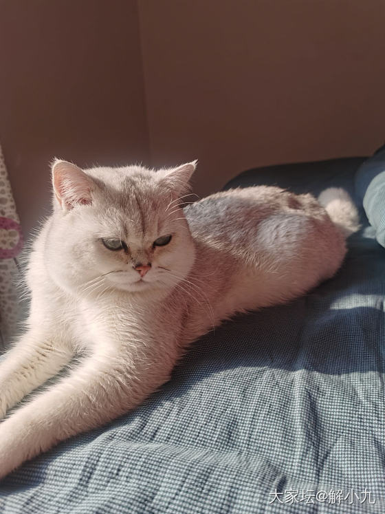一只沐浴在阳光下的小猫咪_猫