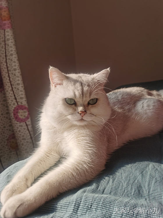 一只沐浴在阳光下的小猫咪_猫
