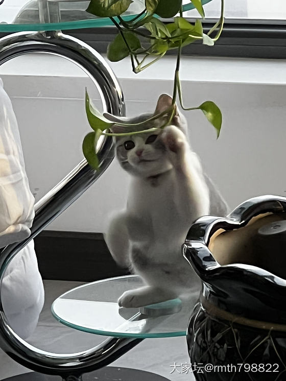 猫长大了，家里的绿植要遭秧了_猫