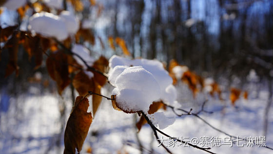 娃滑雪，我到旁边的林子里打发时间_旅游生活闲聊