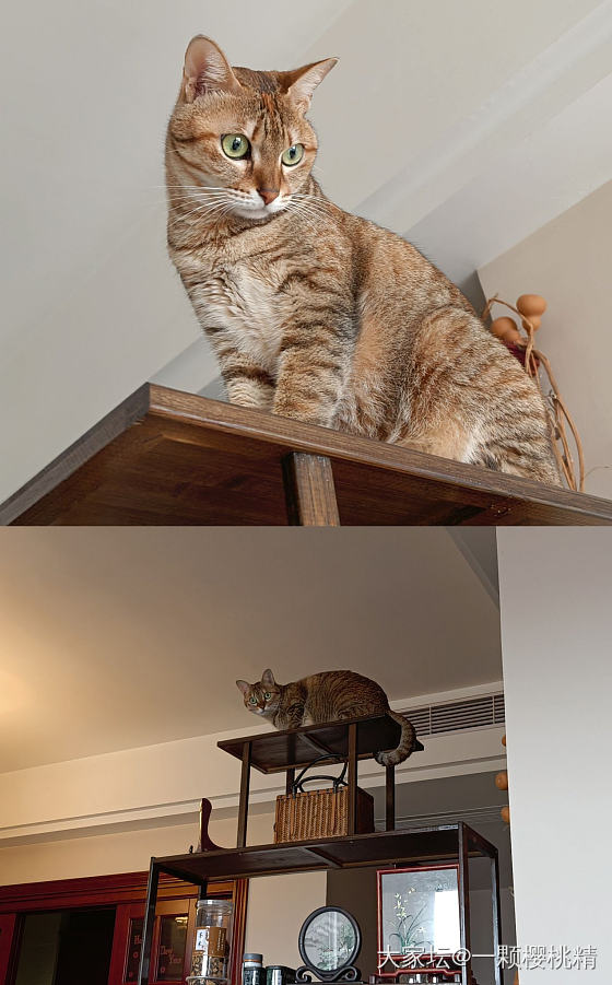 你们家的小猫也喜欢跳高吗_猫宠物