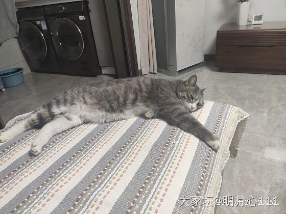 悠闲自得其乐_猫