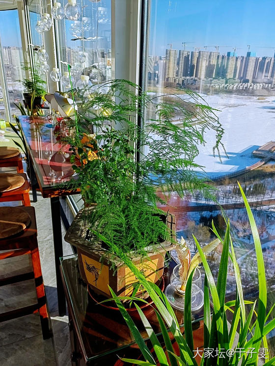 室内室外_植物