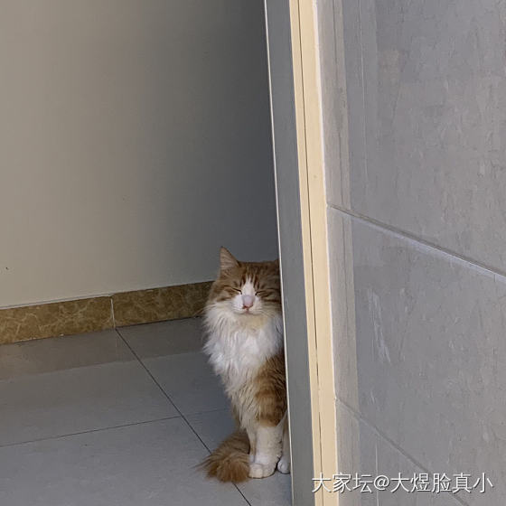 两个小跟屁虫 大半夜的😅_宠物猫