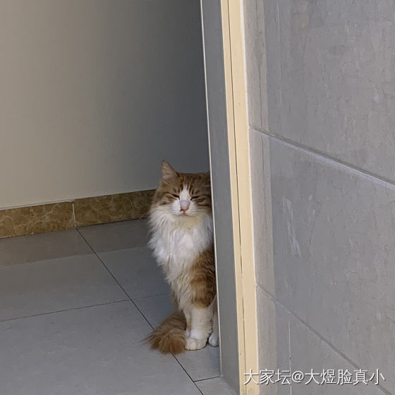 两个小跟屁虫 大半夜的😅_宠物猫