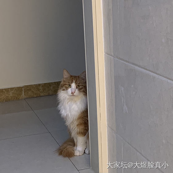 两个小跟屁虫 大半夜的😅_宠物猫