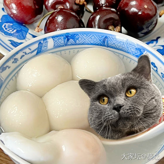 獒总：姨姨们吃汤圆了吗_美食猫