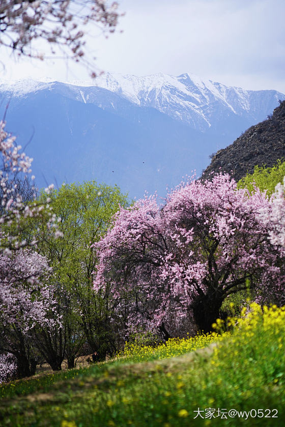 旅游计划三选一，毕节 林芝 鼋头渚_旅游