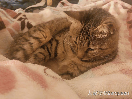 发财来啦～_闲聊猫