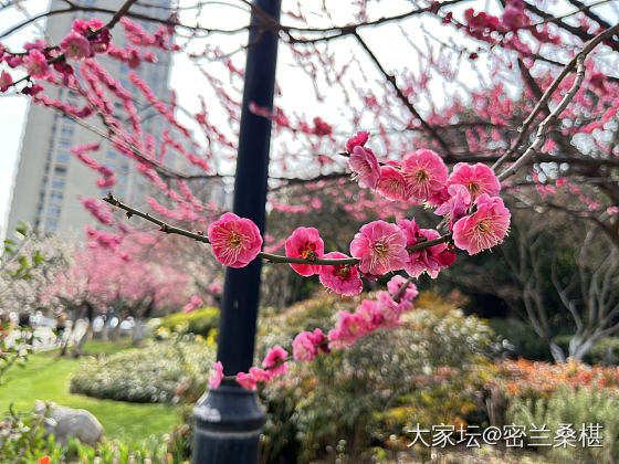 江南的春天总算来了_花