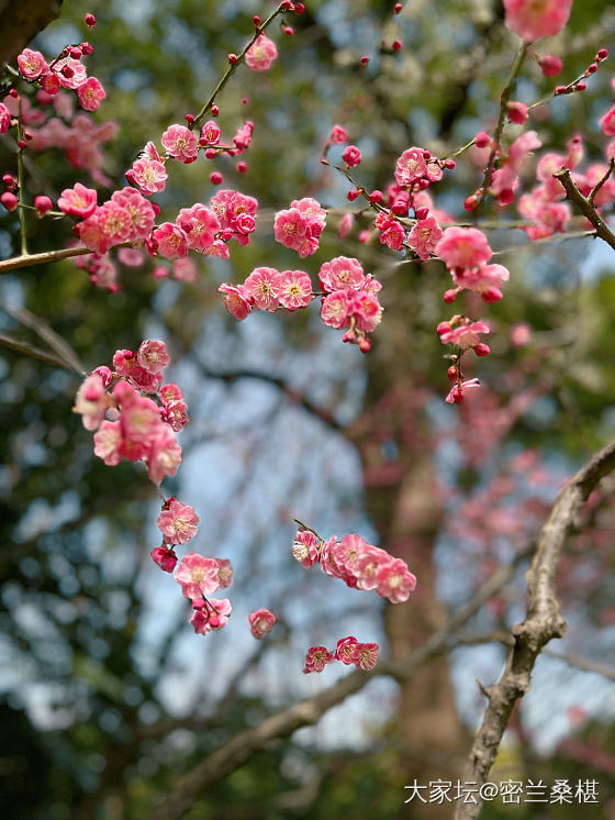 江南的春天总算来了_花